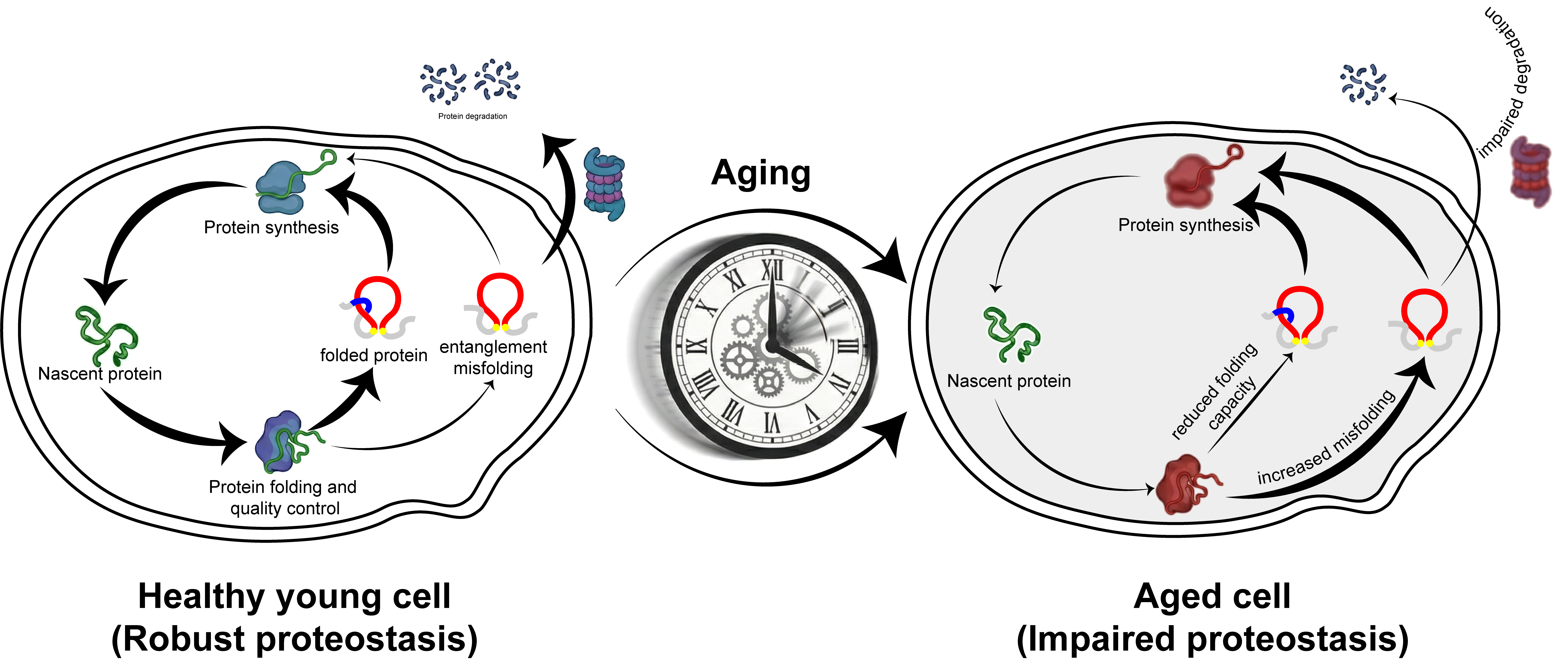 yeast_aging.png
